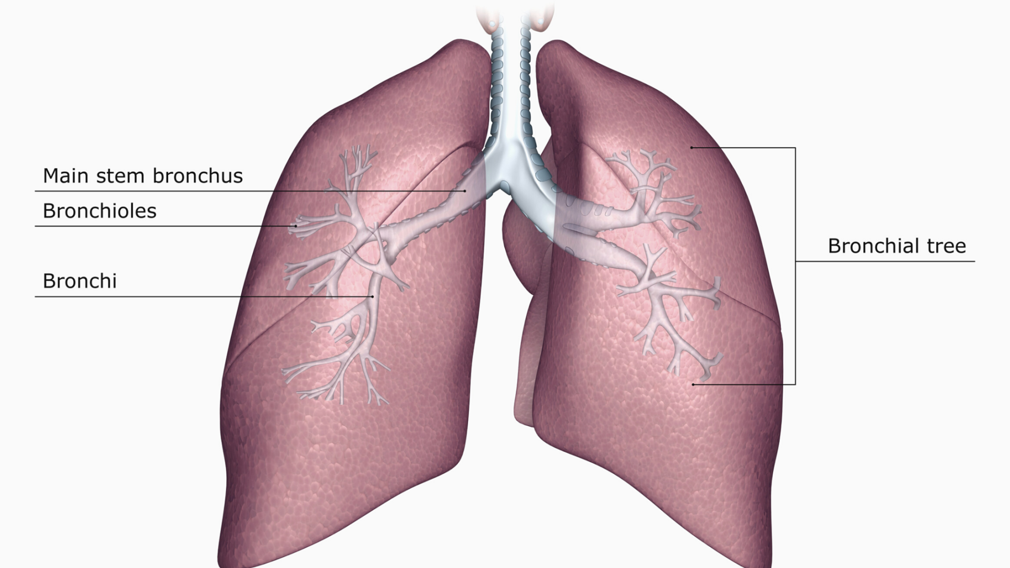 9 Most Effective Natural Remedies for a Lingering Cough The Holistic